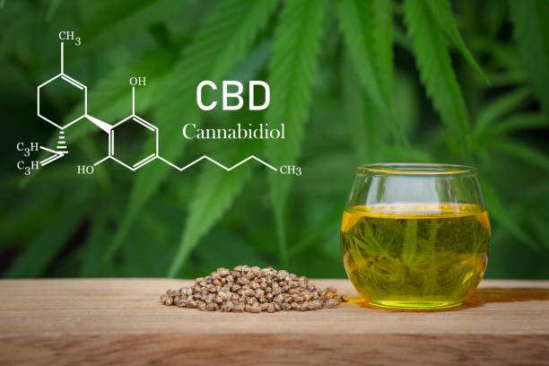Understanding Your Body’s Endocannabinoid System and How It Interacts With CBD